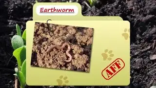 Earthworm facts  their poop is pretty legit   Animal Fact Files -Invertebrates اللافقاريات