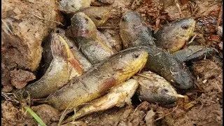 Best Catching  Fish In Dry Season    Catching  Fish in Mud