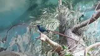 Purple glossy starling and Superb starling