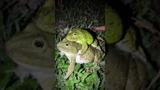 Big FROGS FUN for a laugh | funny animal frog | frog jump try not to laugh hahaha #shorts