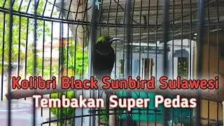 Kolibri Black Sunbird Gacor || Masteran Kolibri Black Sunbird || Terapi Kolibri Black Sunbird