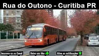 Rua do Outono - Curitiba, &aacute;rvores de folhas vermelhas - movimenta&ccedil;&atilde;o de &ocirc;nibus &aacute;rvores liqued&acirc;mbares