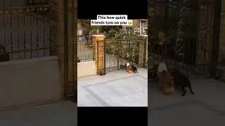 Crazy dog turns and attacks it&rsquo;s friends 😳