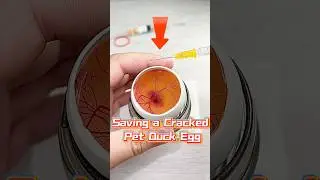Saving a Cracked Pet Duck Egg❤️
