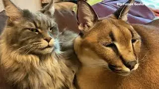 Cat licks Floppa asmr