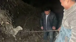 建华羊丢了（二），看见羊的那一刻建华心疼坏了，随后就说要不是它怀孕了非揍它几下不行。#用抖音记录农村真实生活