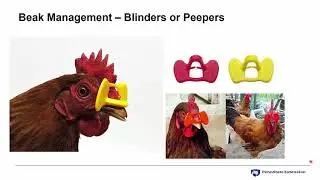 Poultry behavior and how to read a flock