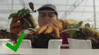 Meteor Systems - Strawberry Pot Tutorial [ENGLISH]