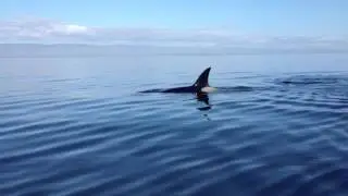 Killer Whales feed on seal