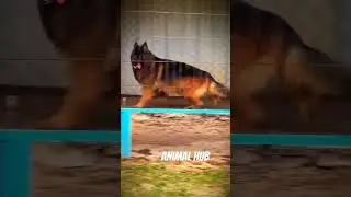 German Shepherd Long hair #germanshepred