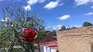 Abejas vs hombre