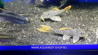L014 Scobiancistrus aureatus (Скобианциструс золотистый)