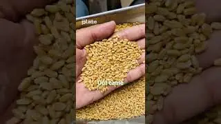 The man behind golden wheat