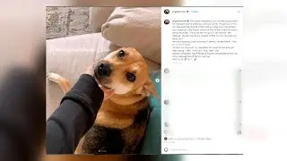 Instacart driver shoots, kills Angie Harmon's dog