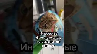 Интересные факты о кошках, которые ты мог не знать 😁 #catsfacts #cat