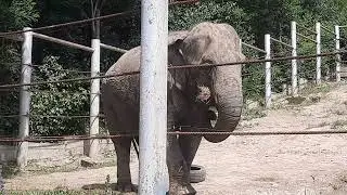 EEG - Asiatischer Elefant - Zoo Tiflis, Georgien, 26.05.2025, Malka und Grand im Außengehege.