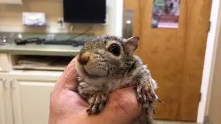 Stuart Little the Adorable Dwarf Squirrel Compilation #2