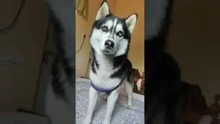 #husky #dog #dogs #best #dogfood #cat #dogshorts #funny #funnyvideo #funnyshorts #viralvideo #shorts
