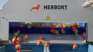 Strawberry Washer 146 I Herbort