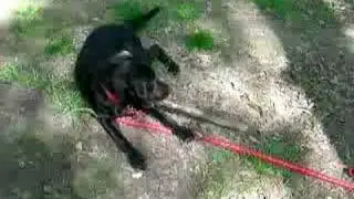 Maya in the forest
