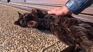猫島の神社で眠る黒猫をナデナデしたら…嬉しすぎてゴロンゴロンし始めた😺