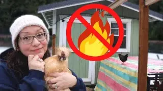 Should You EVER Add Heat to Your Chicken Coop?