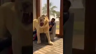 Scheich wird von wei&szlig;en L&ouml;wen besch&uuml;tzt 🦁🩸#shorts #meme