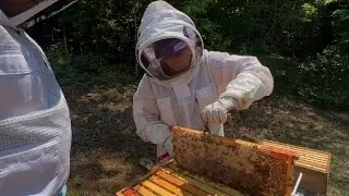 Beekeeping in the US: A Look at the Significance and Process