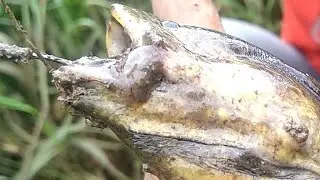 Mancing BELUT LIMOSIN || Gila... ternyata Keturunannya aja sebesar Gini, gimana rajanya?