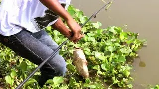 amazing hook fishing||big catfish hunting|catfish hunting with hook||small fishing master