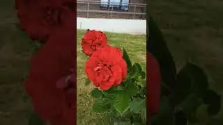#цветы #flowers #flover #rose #сад #garden #nature #растения #роза #розы #розарий