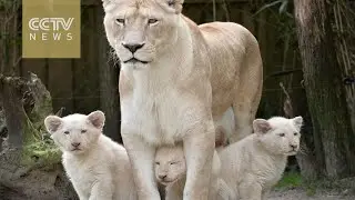 A trio of rare white lion cubs born in French zoo