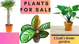 #plantsale#gardening#gardenplants#youtube#plantlover#home#plantsale#sales