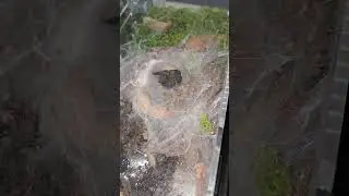 #spider #tarantulashorts #tarantula #arachnid #terrarium #spiders