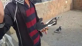 Sahiplendirdiğimiz G&uuml;vercin Geldi ?