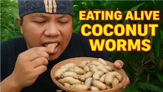 COCONUT WORMS: The Sustainable Superfood That's High in Protein and Healthy Fats?#signlanguage 