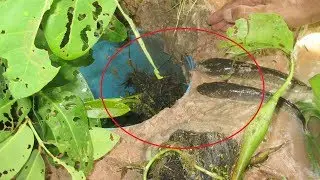 Wow! Amazing Natural Deep Hole Fish Trap In Cambodia #009
