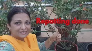 Rose🌹 plant ki repotting in☔ june//dekhiye cocopeat &soil media dono🪴🪴