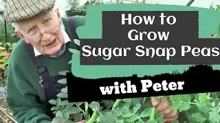 How to Grow Sugar Snap Peas | Garden Ideas | Peter Seabrook