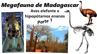 Aves elefante e hipopótamos enanos. Descubre a la increíble megafauna de Madagascar. Parte 1