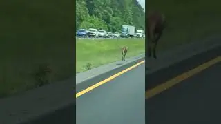 Runaway kangaroo causes car crash on Alabama highway