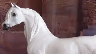 Peter Stone dapple grey Ooak Arabian - The Gray Lady Arabian horse videos