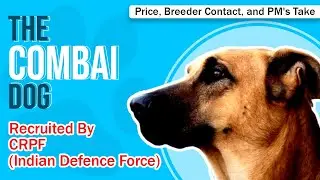 Combai (Kombai) Dog Price in India, Combai Breeders, Combai Apartment Friendliness, and a lot more!