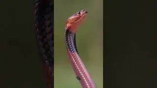 Red Spitting Cobra &ndash; The Fiery Serpent 🐍🔥