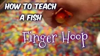 How to Teach a Fish: Swim Through Finger Hoop