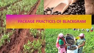 Package practices of Blackgram...........