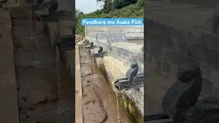 Asala machha #fish #trautv