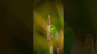 Vernal hanging parrot 🦜❤️
