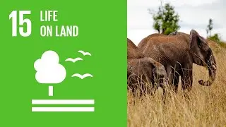 Life on Land - Unraveling UN SDG 15 (4 Minutes)