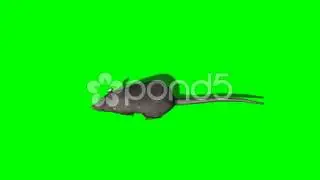 Gray Rat Runs - Green Screen